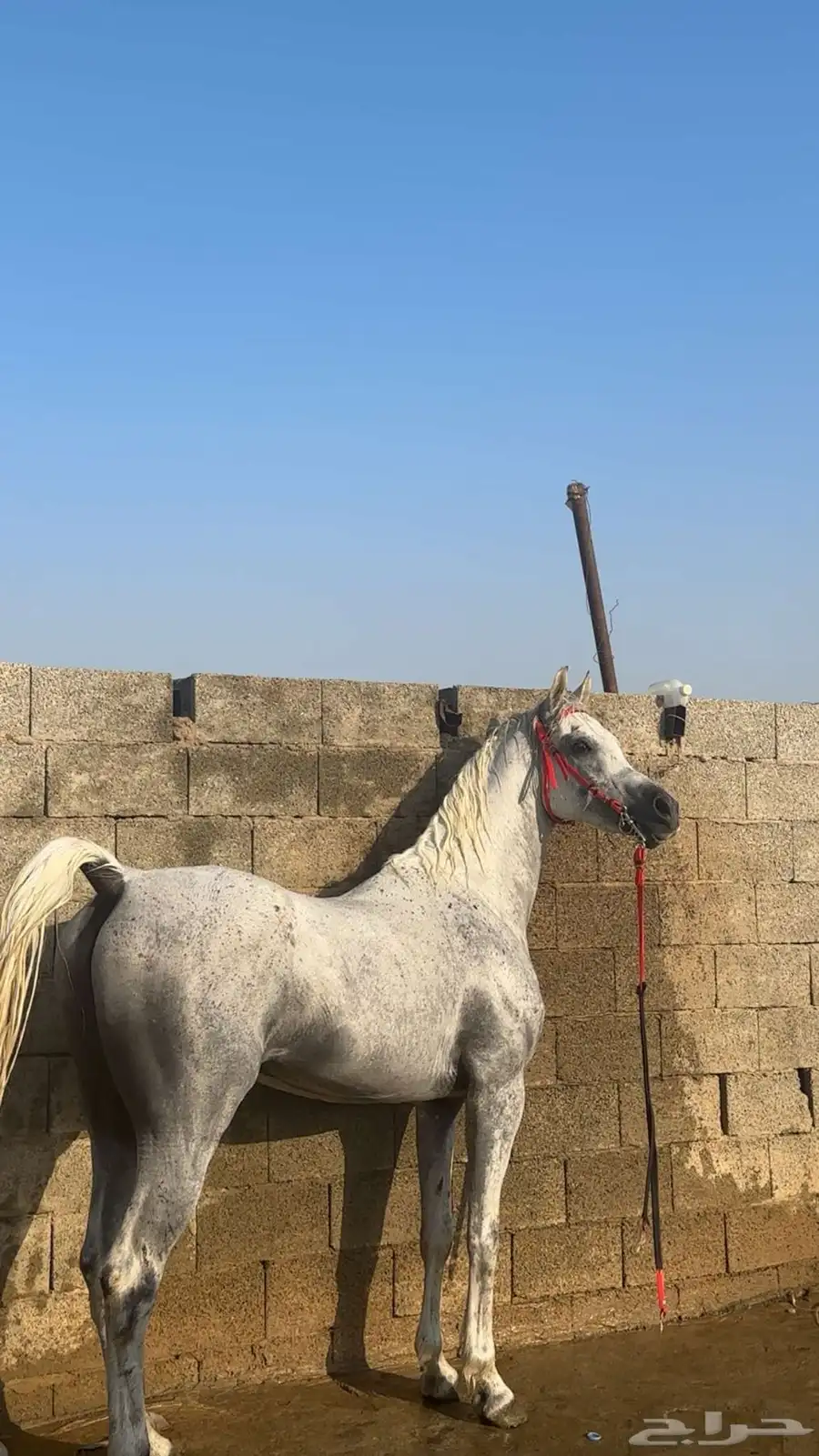 حصان 0