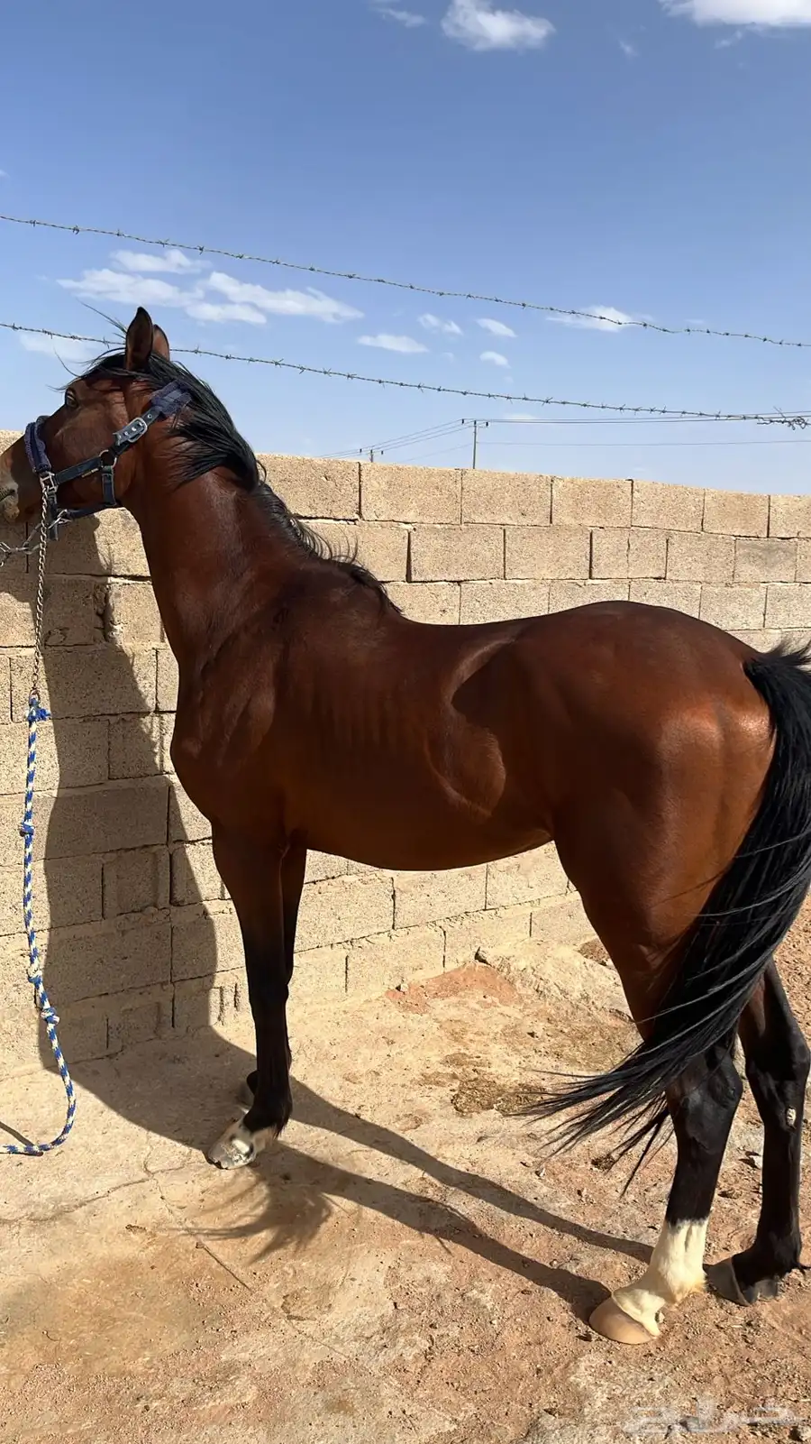 حصان سرعه 0