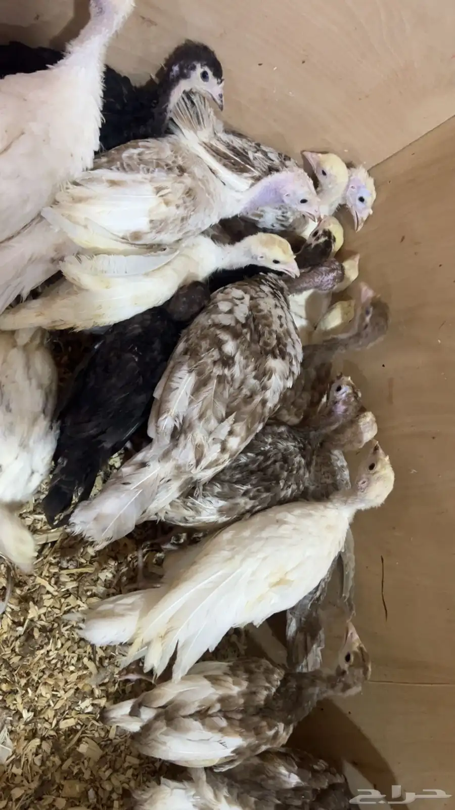 للبيع صوص رومي 5