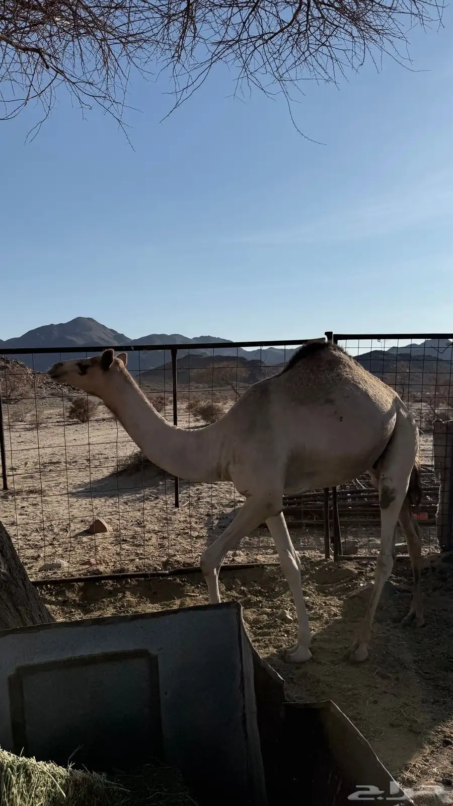 قعود للبيع 2