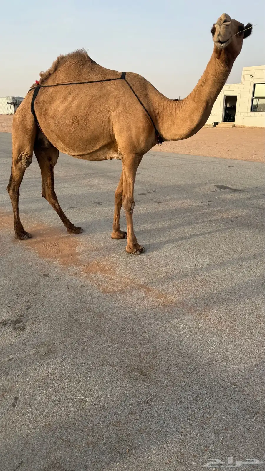 عشرا رباع وبنتها صفرا كفو 0