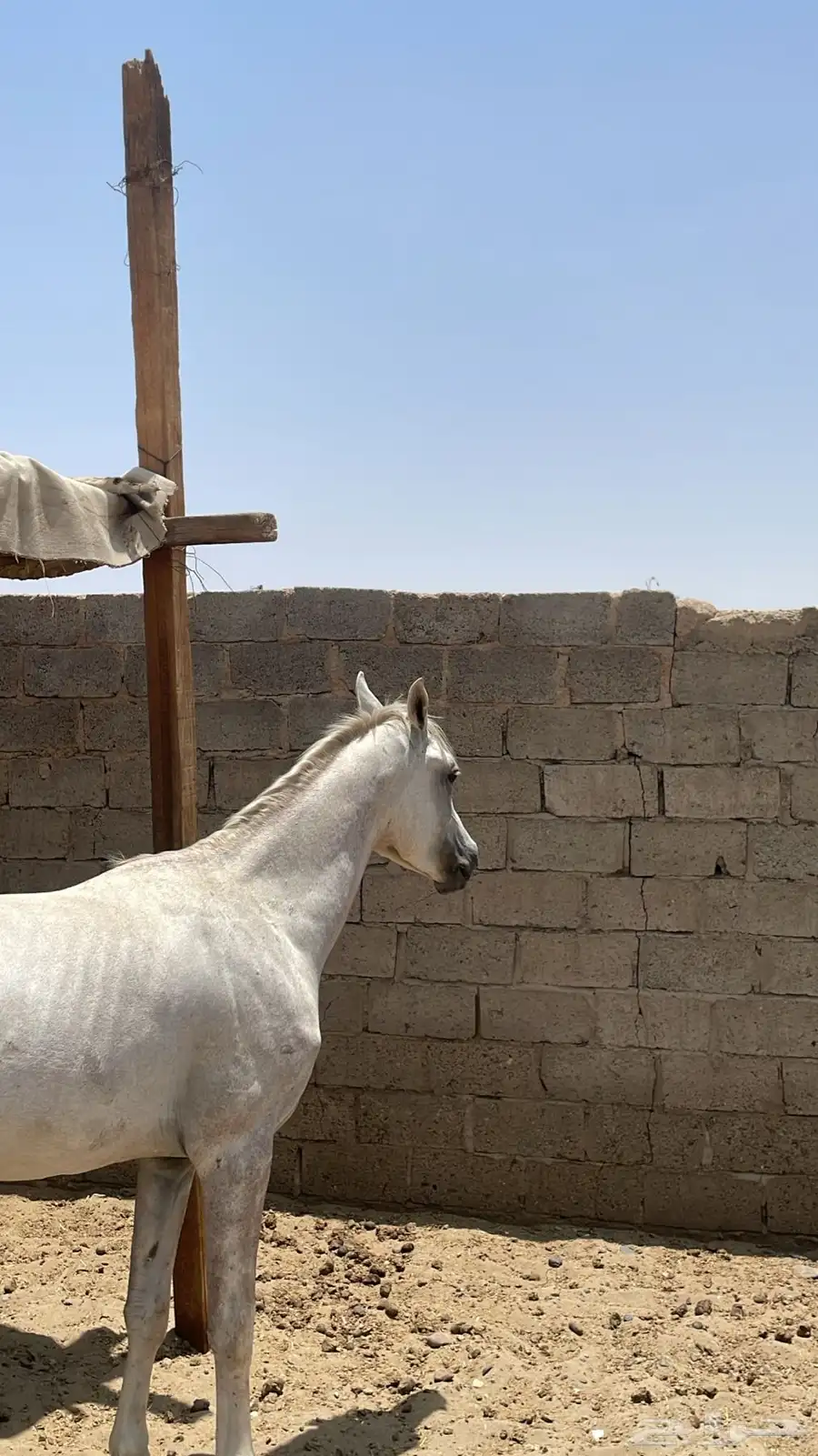 خيل 2