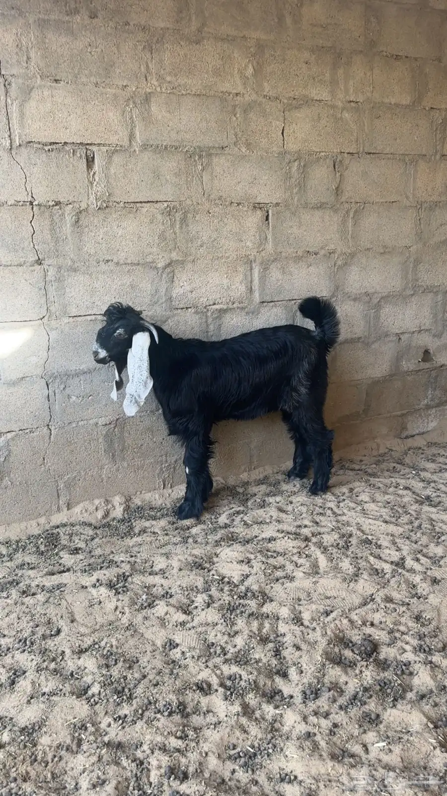 مشروع فحل عارضي 1