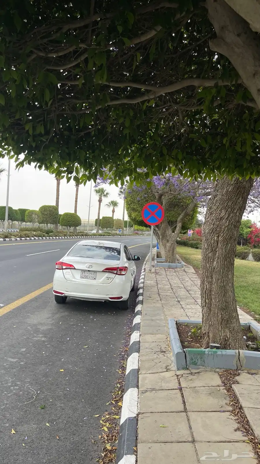 يارس 2019 3