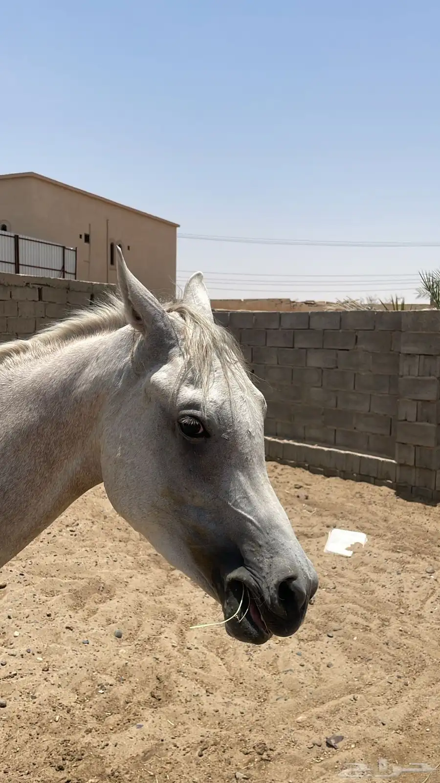 خيل 4