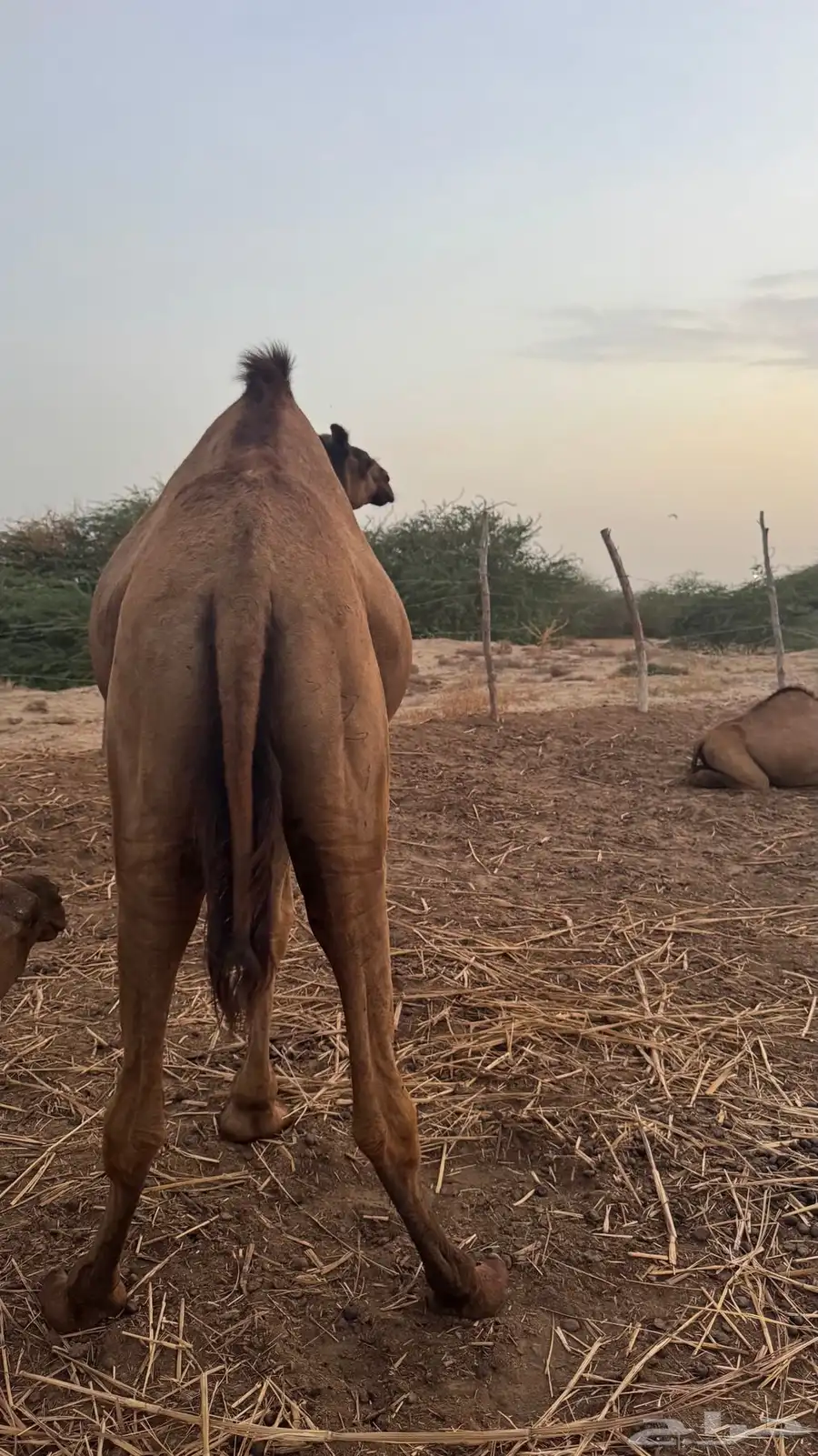 قعود للبيع 0