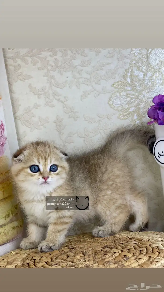 كيتن كيتنز سكوتش تربل فولد قولد قط قطه قطوه قطو 4