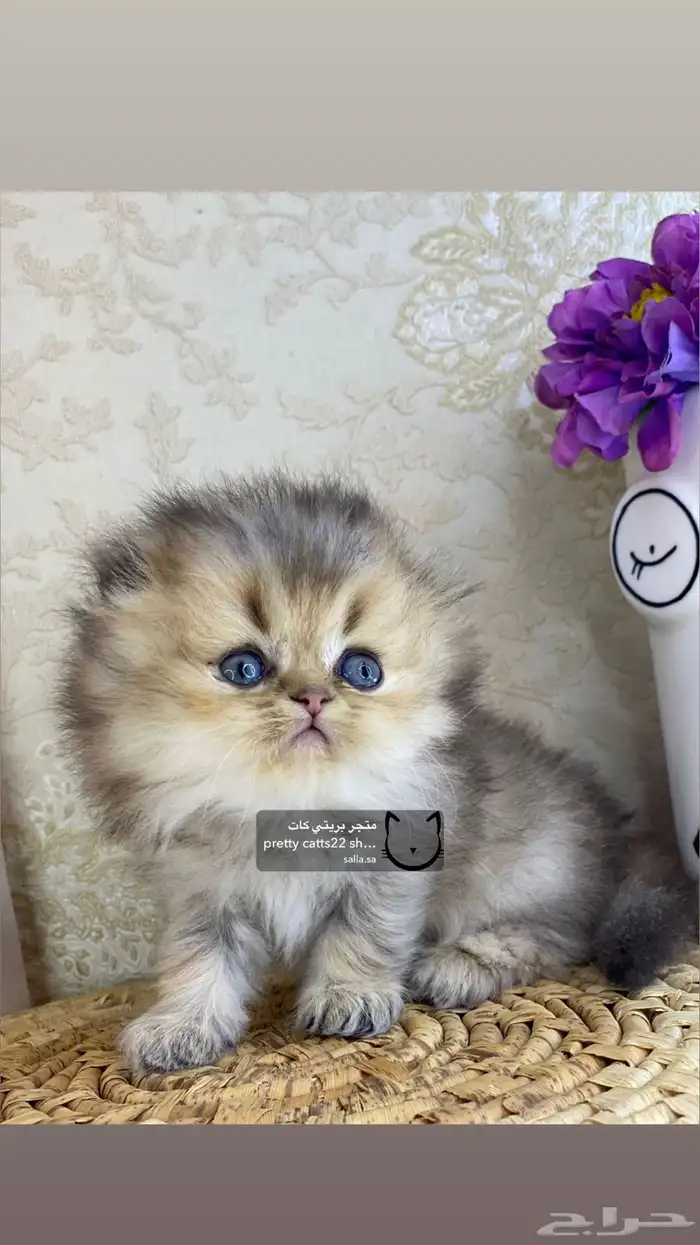 كيتن كيتنز سكوتش تربل فولد قولد قط قطه قطوه قطو 5