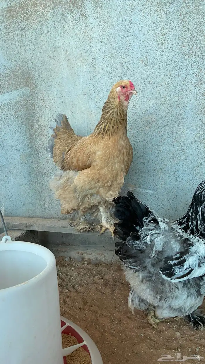 دجاج براهما 7