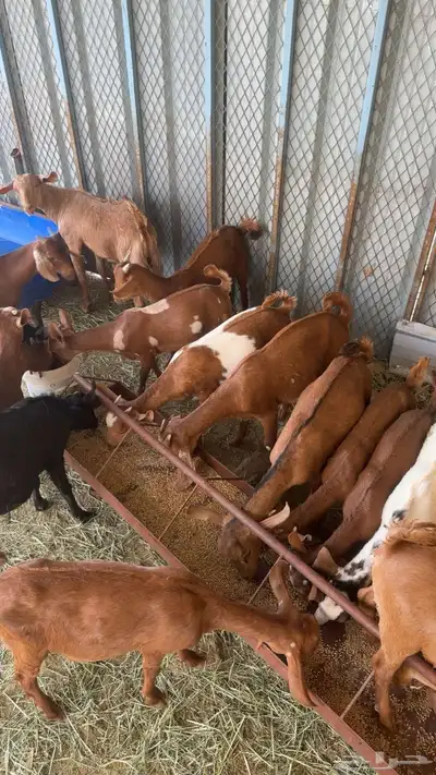 تيوس وعنقان كفو 0
