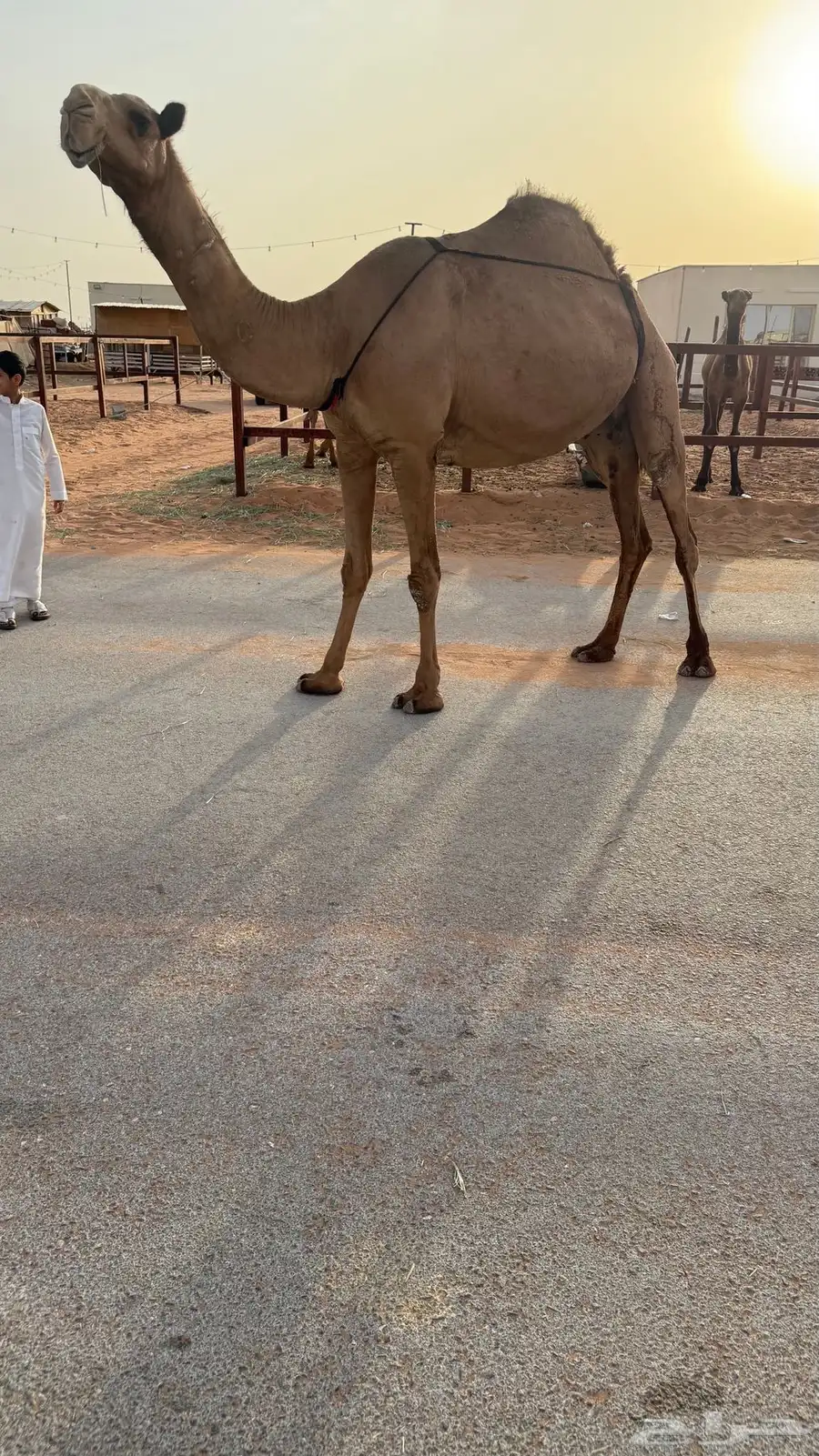 عشرا رباع وبنتها صفرا كفو 1