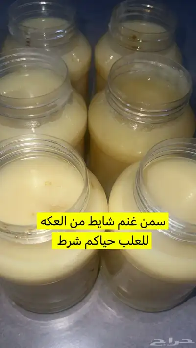 جبنه غنم خاثر غنم زبده غنم قشطه غنم سمن غنم لبنه غنم شرط 20