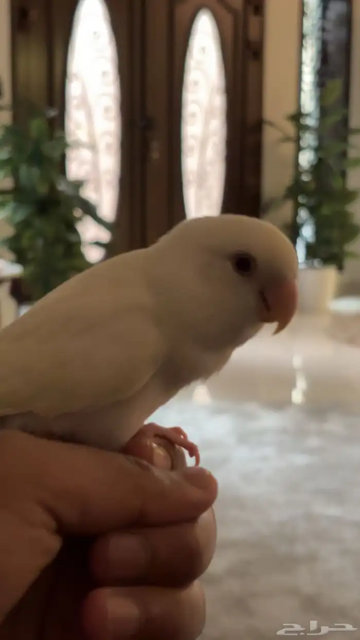 روز ابيض عيون حمرا مافيه مشاكل 0