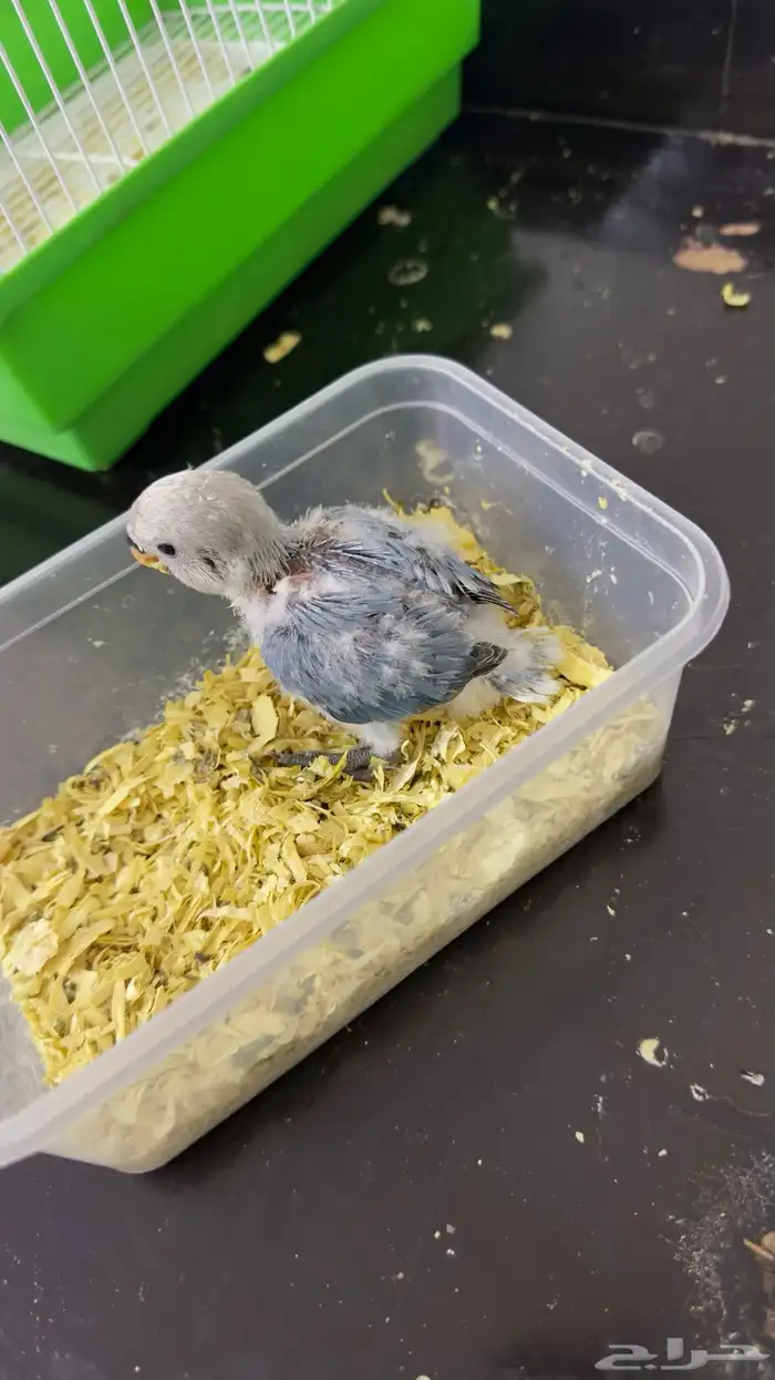 فرخ روز غر(تم البيع ) 2