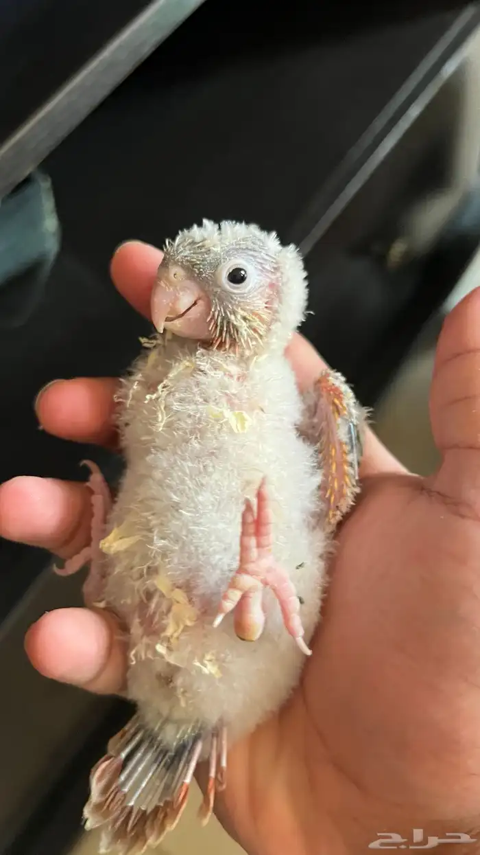 فروخ كنيور يلو سايد واناناس كلها رد فاكتر دبل صبغه ماشاءالل 3