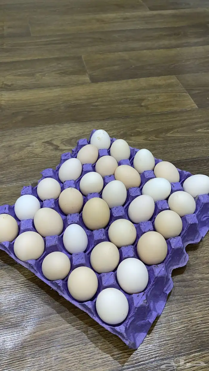 بيض دجاج براهما وتركي والزينه شوكي وتركي مهجن مع براهما 0
