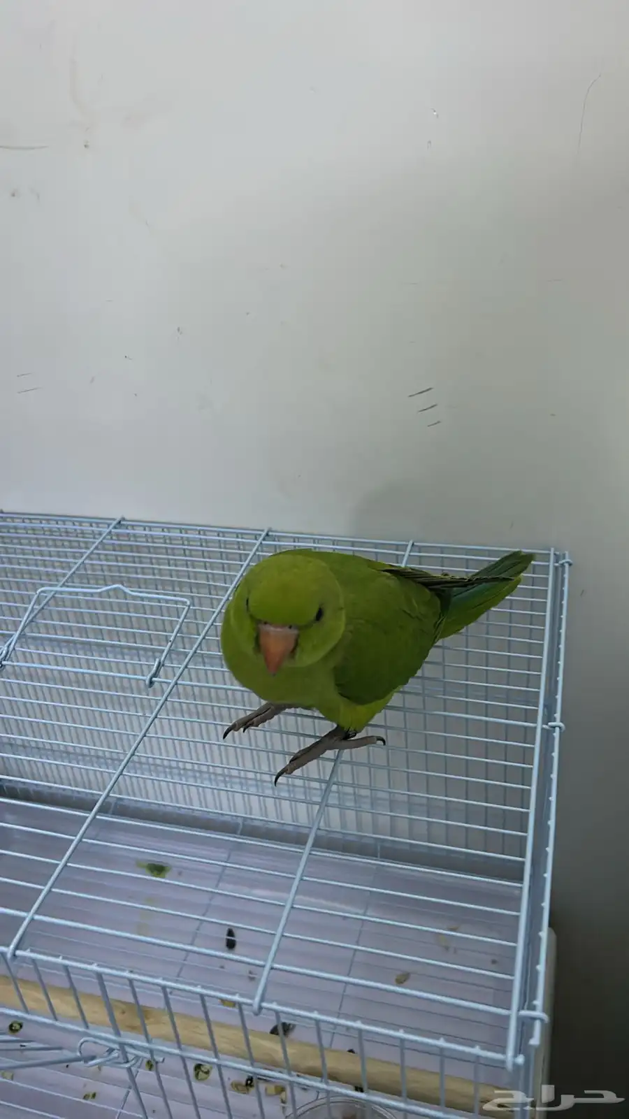 دره هندي 2
