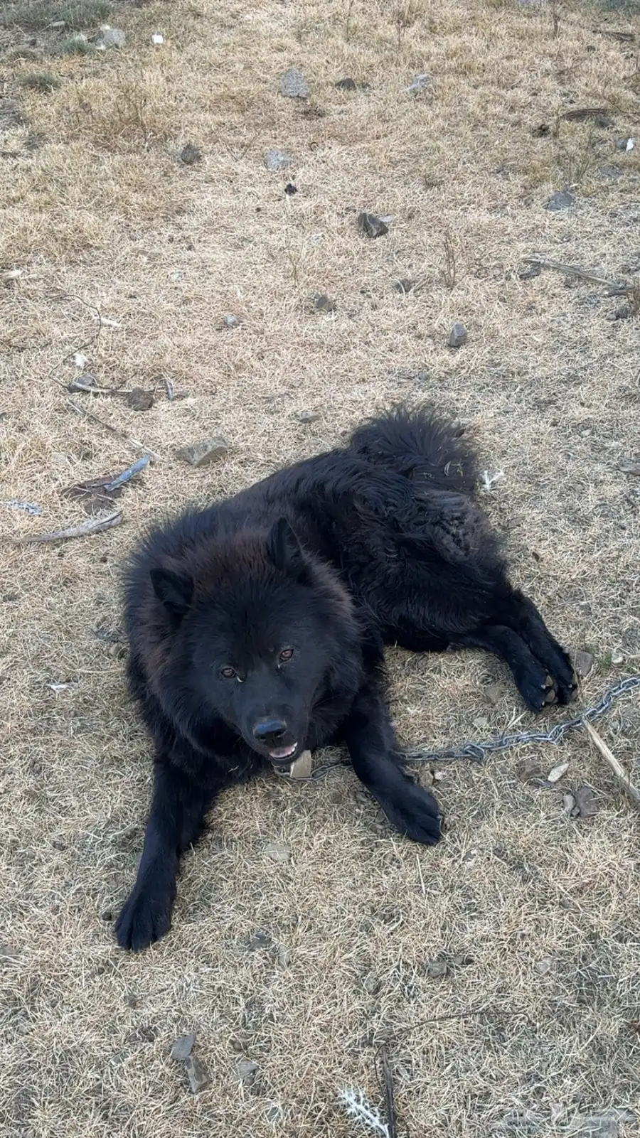 كلب مهجن black Samoyed 0