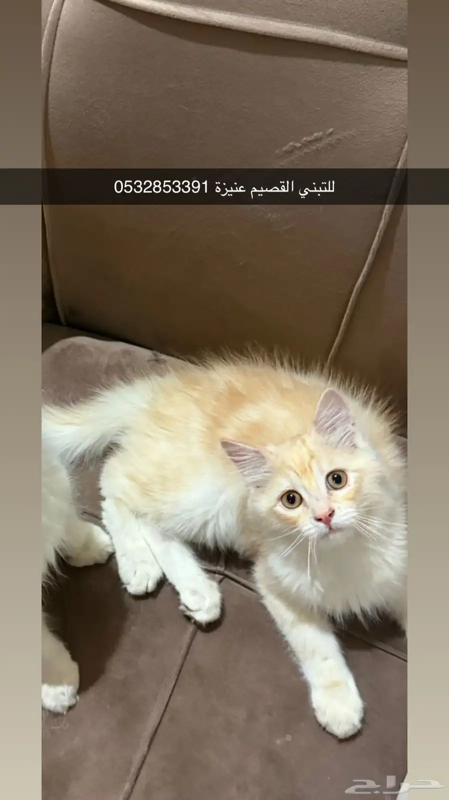 للتبني 0