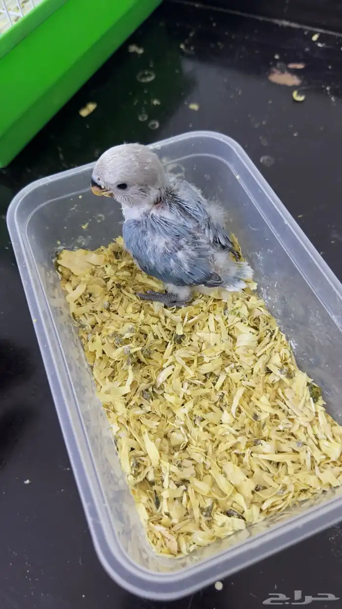 فرخ روز غر(تم البيع ) 1