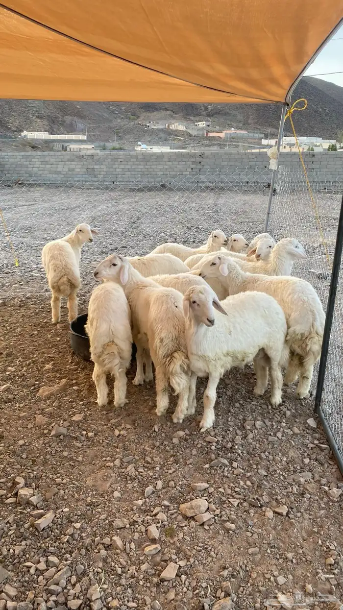 للبيع طليان فاخره 2