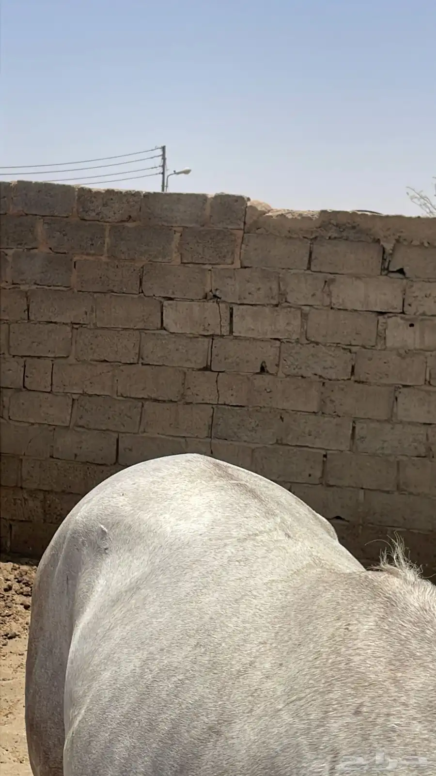 خيل 3
