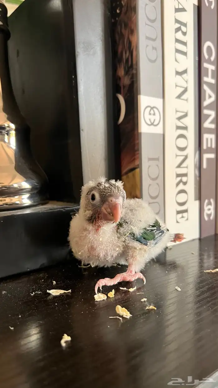 فروخ كنيور يلو سايد واناناس كلها رد فاكتر دبل صبغه ماشاءالل 1