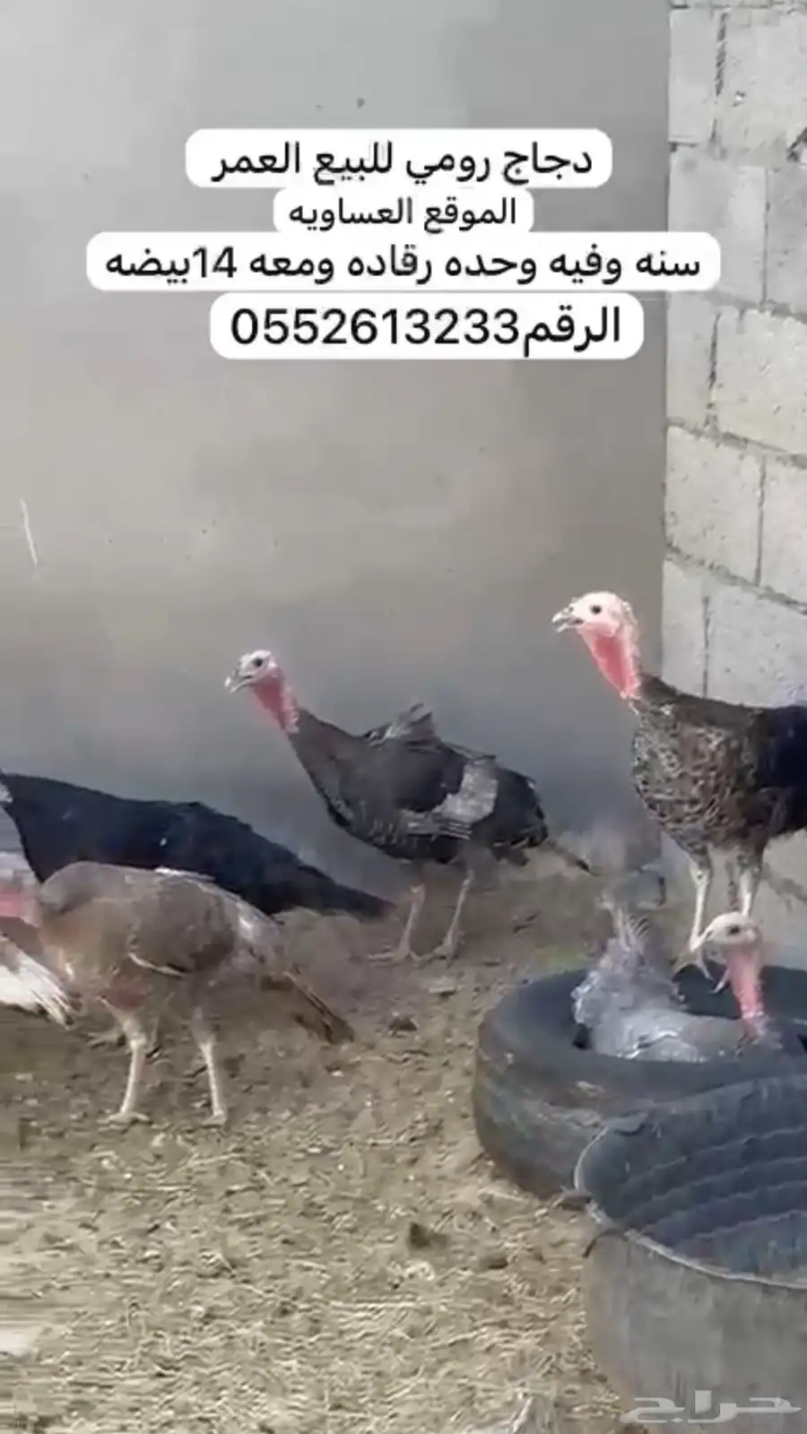 العدد7 0