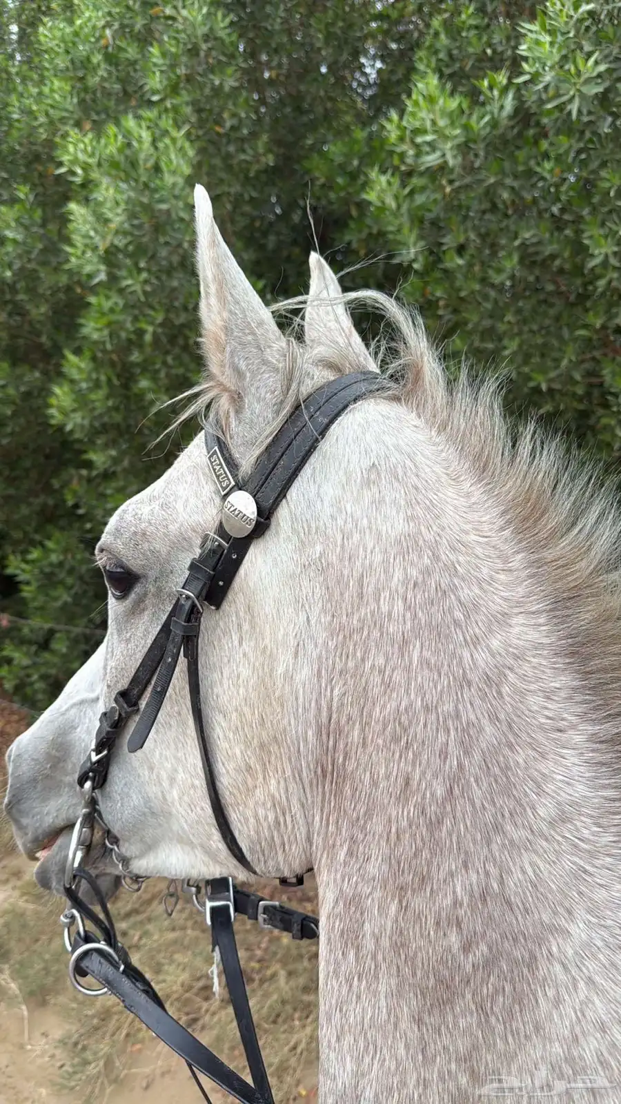 خيل 5