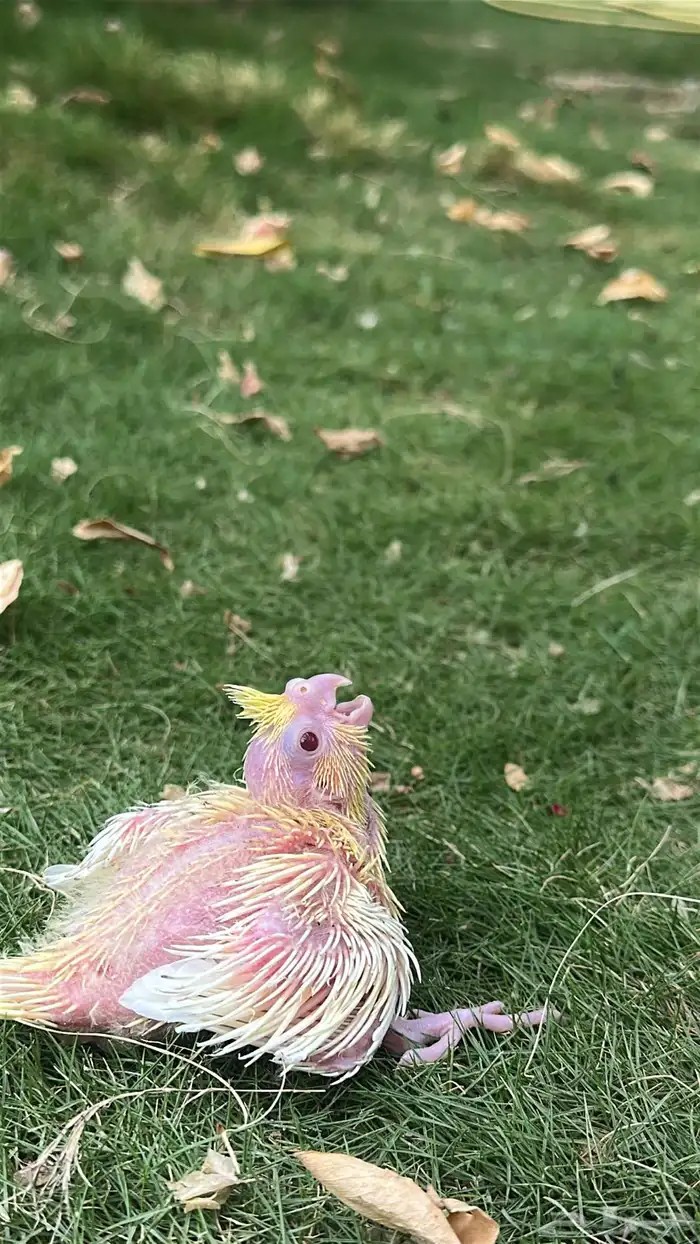 فروخ كروان (تم البيع) 2