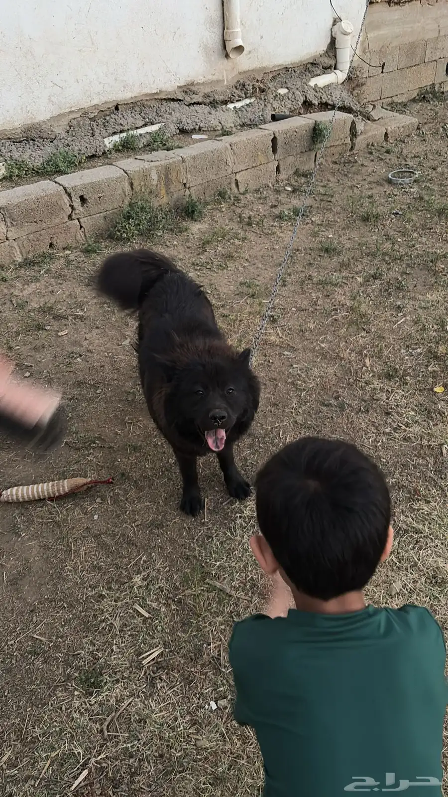 كلب مهجن black Samoyed 1