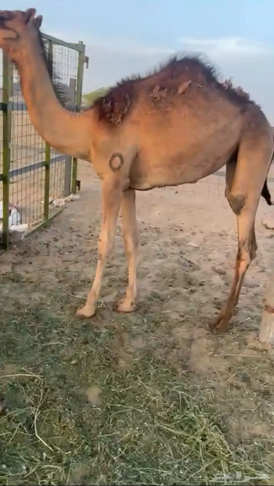 بكره ساحليه 1