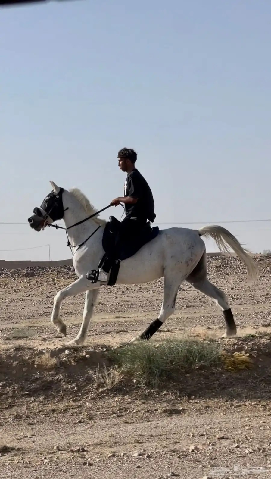حصان قدره و تحمل 2