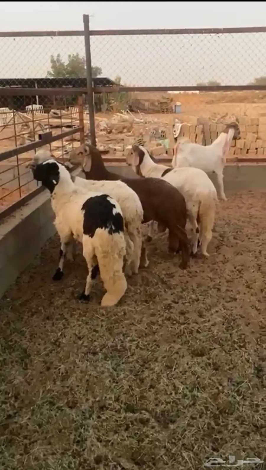 سواكن وتيس ذبايح 0