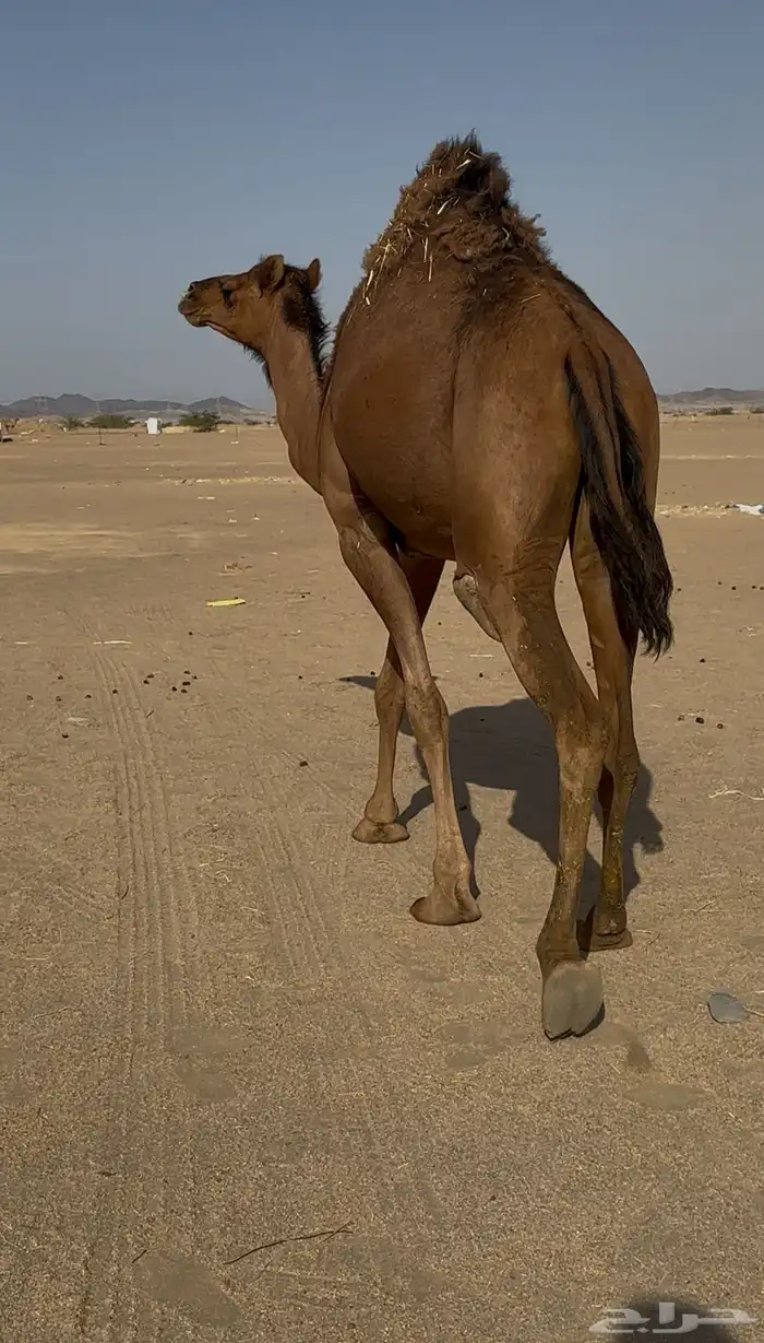 بكره ساحليه لقحه 2