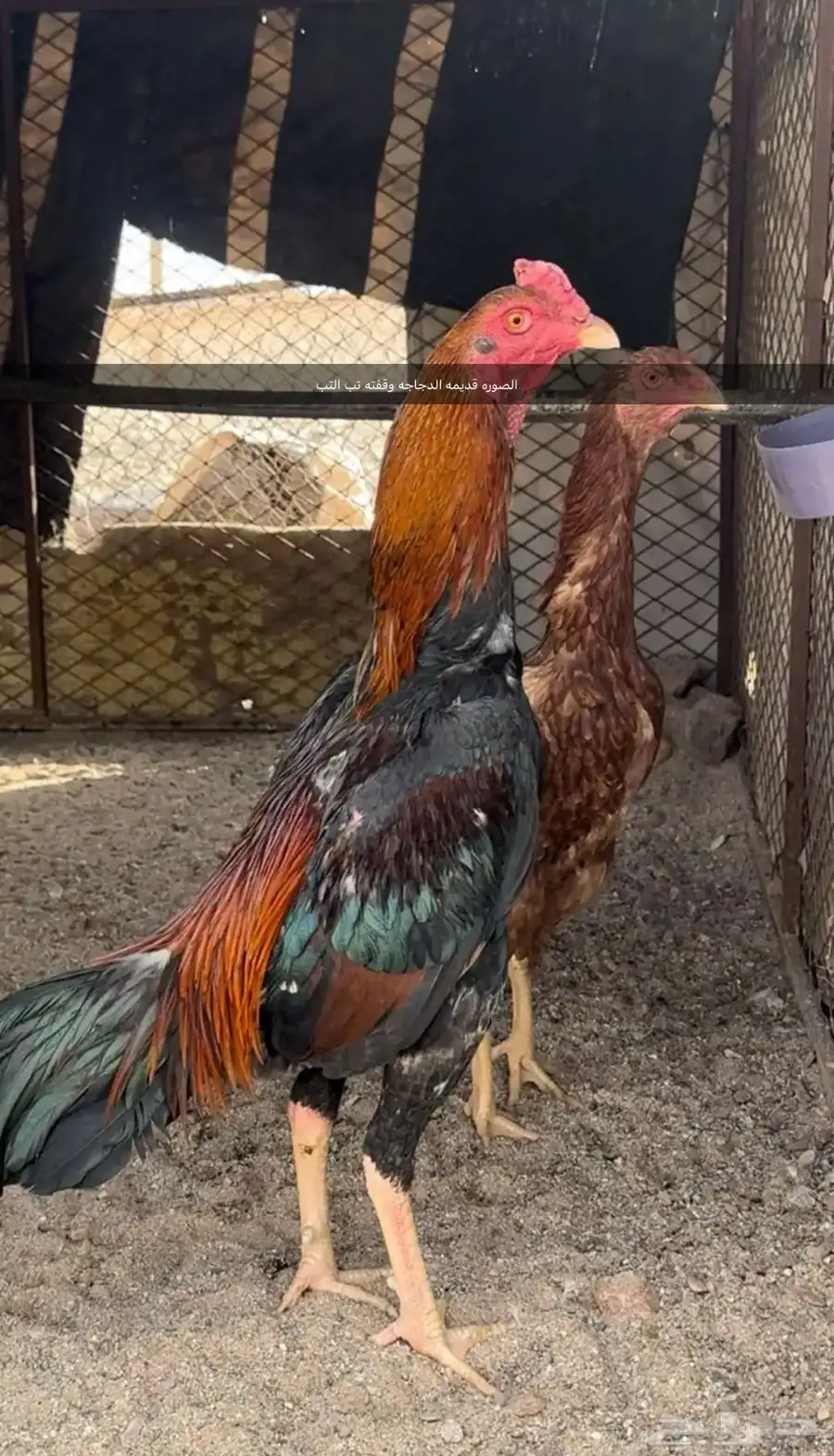 البيع دجاجه باكستاني معه فرخين 1