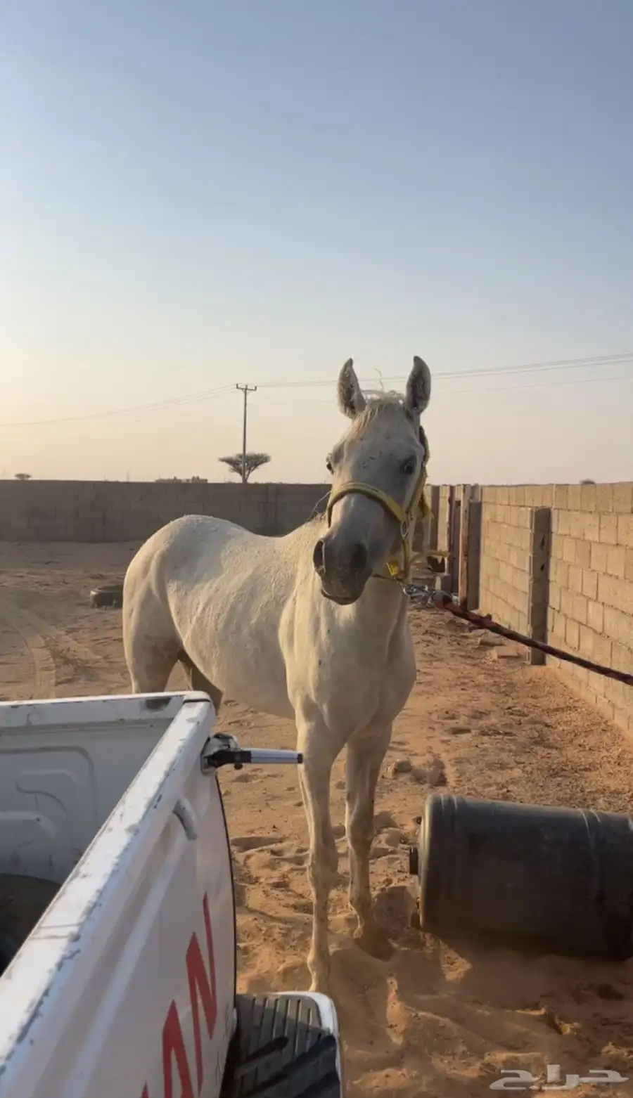 ل البيع حصان واهو او البدل المناسب 0