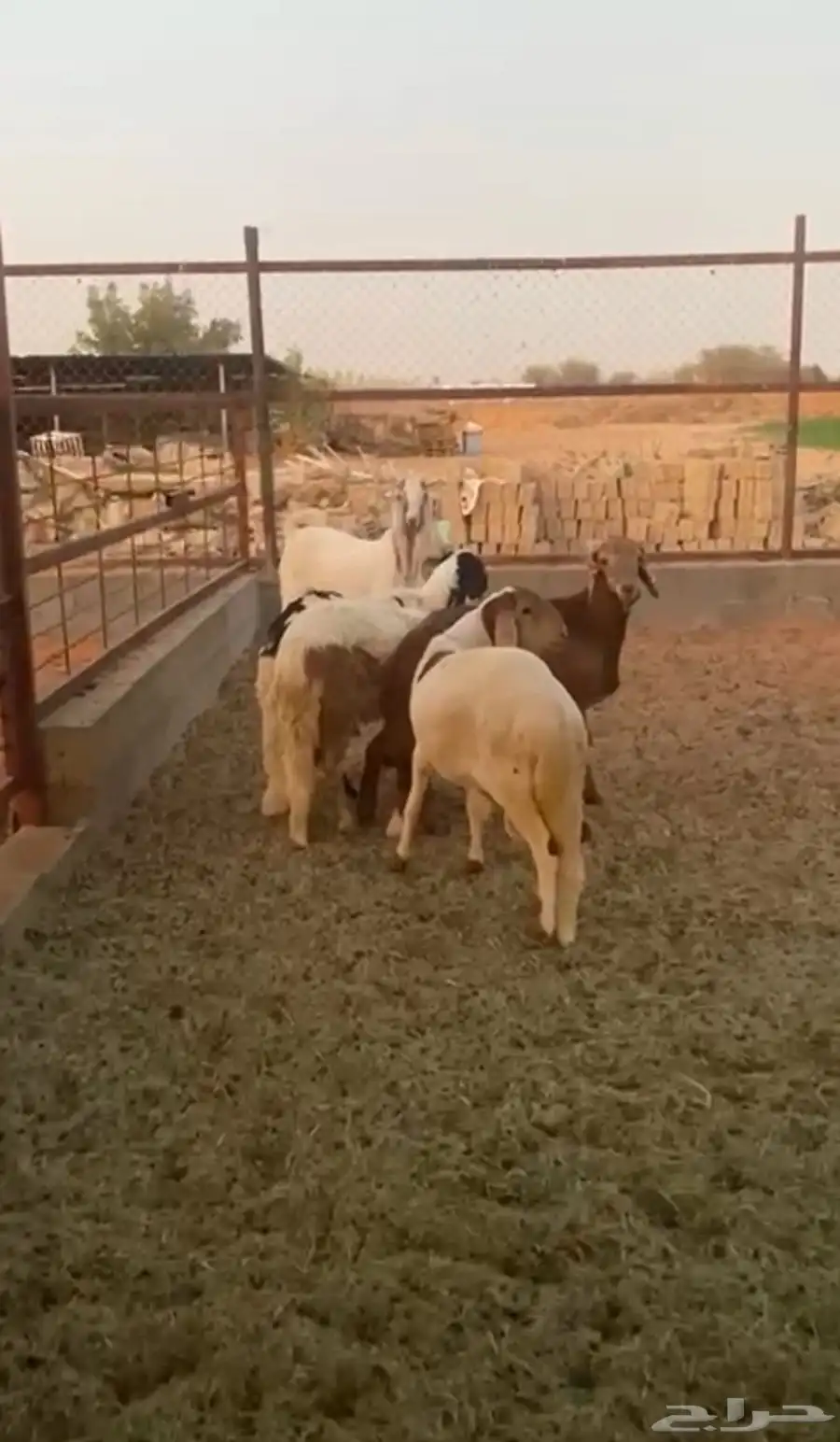سواكن وتيس ذبايح 1