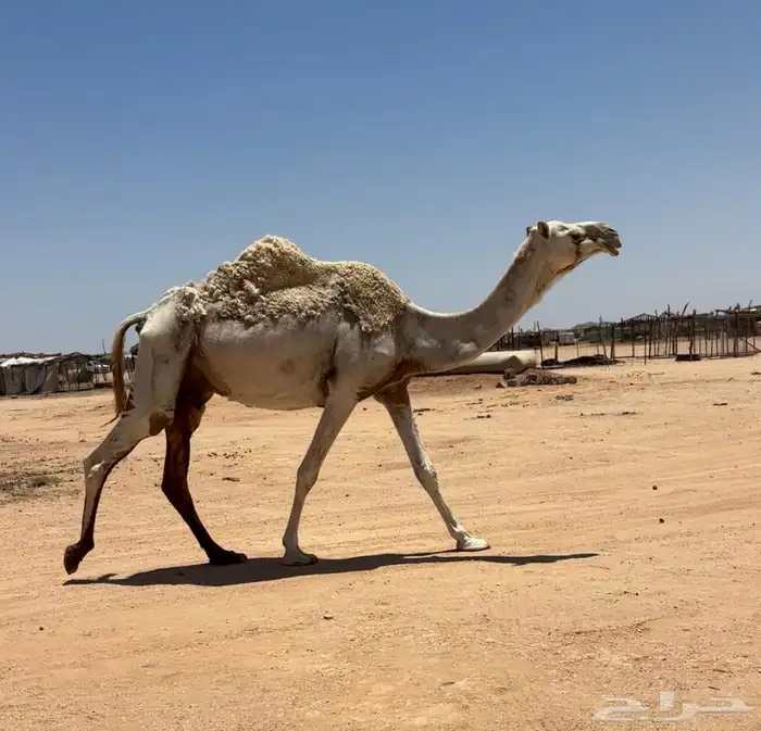 عشاير طيبات 1