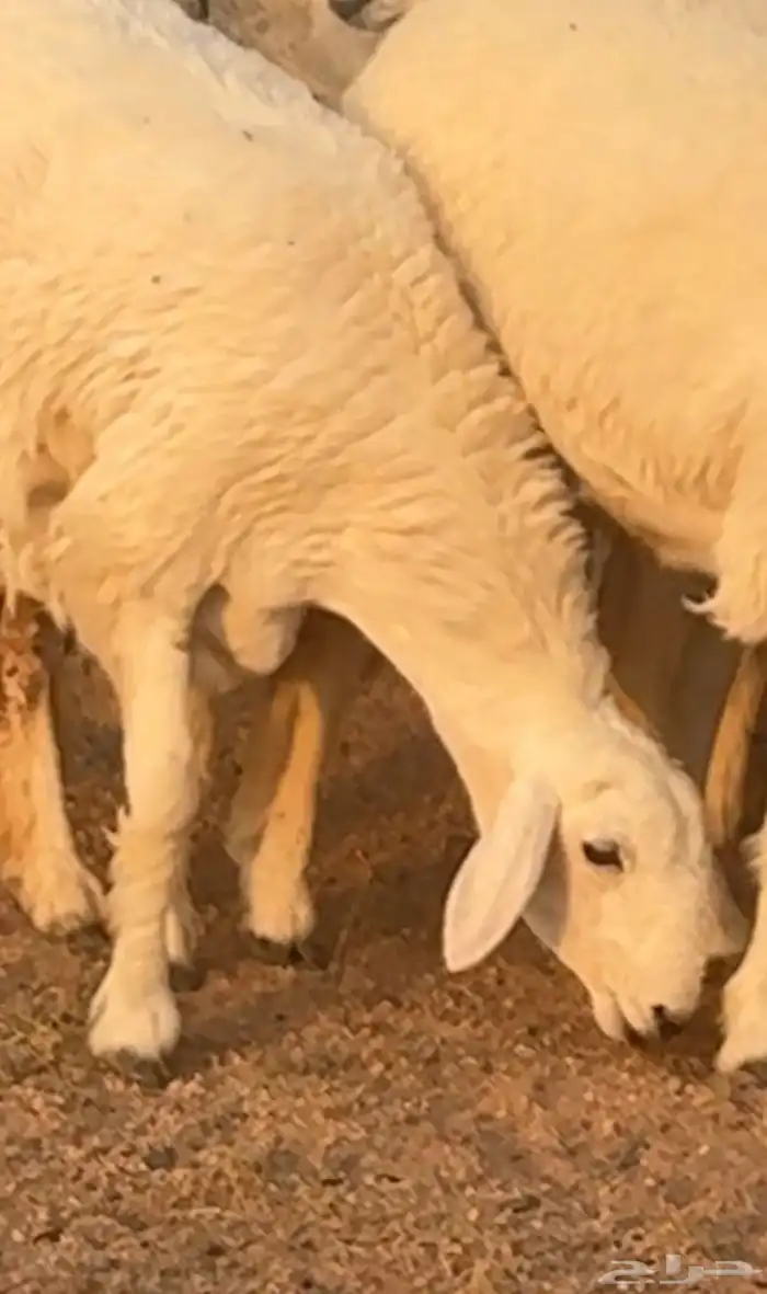 رخال صنف الصنف فواخر 0
