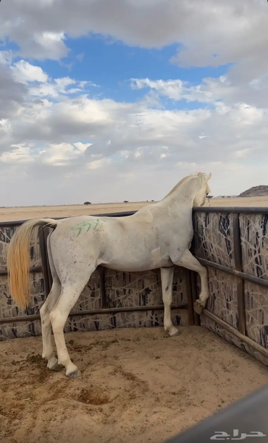 حصان قدره و تحمل 3