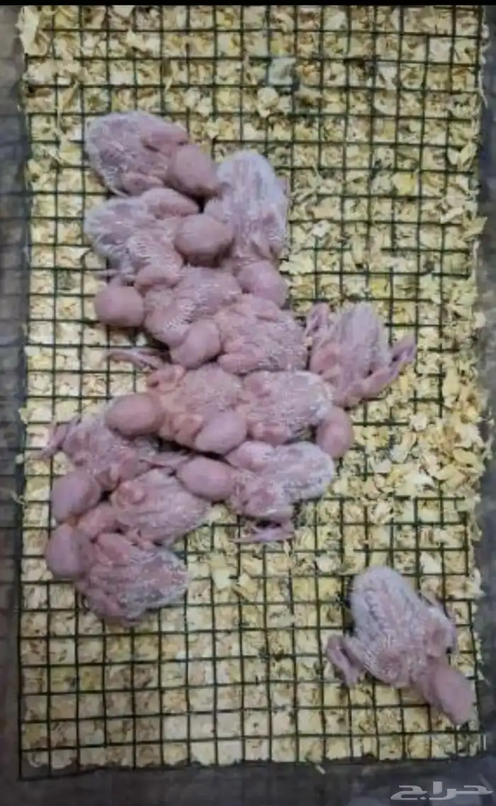 فروخ روز غار 1