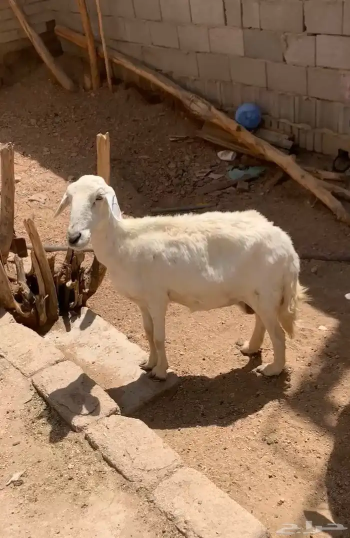 شاه دافع تم البيع. الله يبارك للمشتري 0