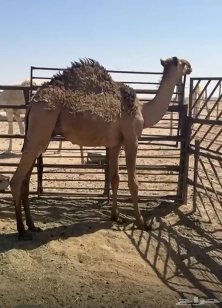 حاشي 0