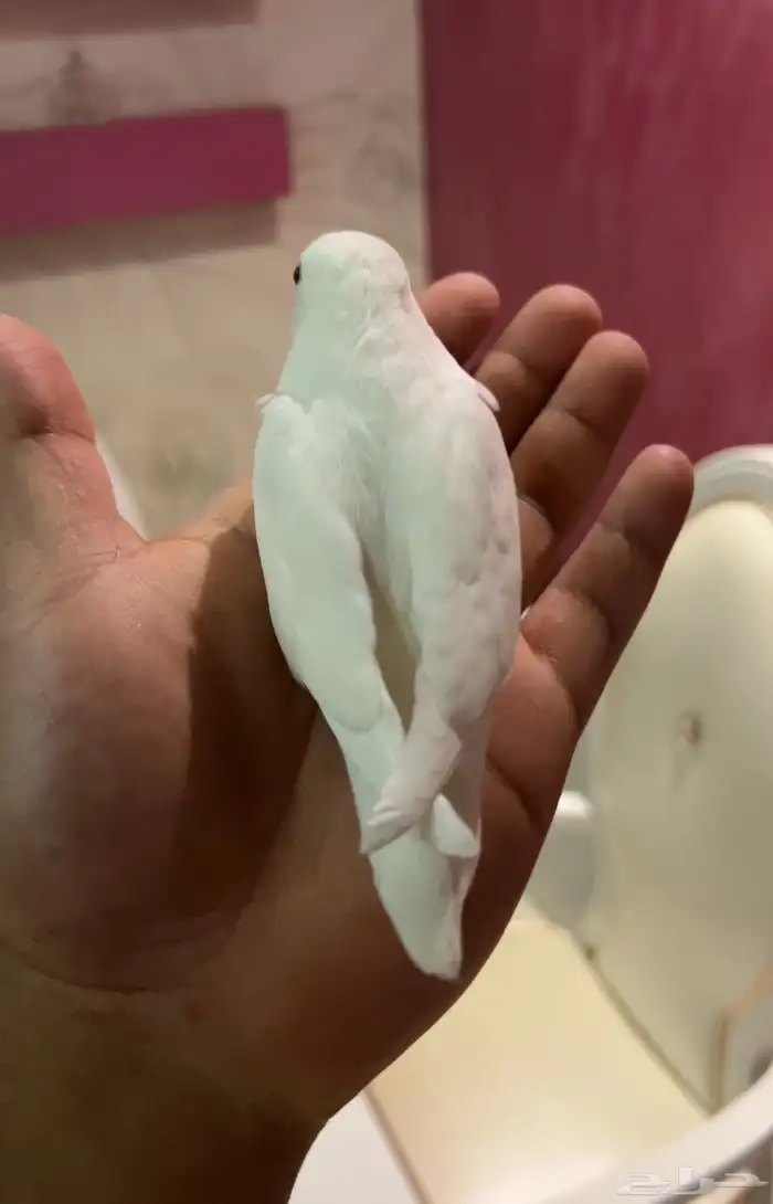 ببغاء روز أليف جدا  وهدد مناسب للأطفال ابيض كنه قطن 8