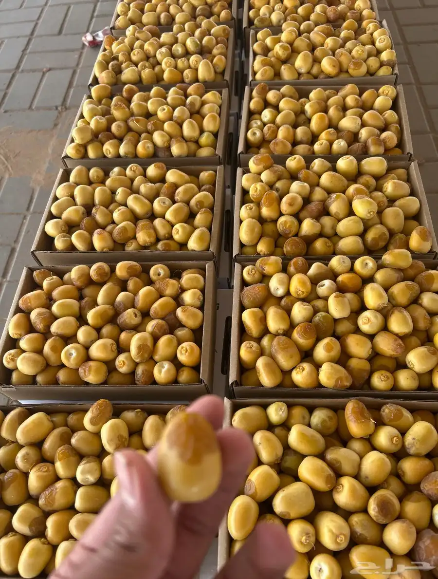 رطب خلاص وادي كفو 0
