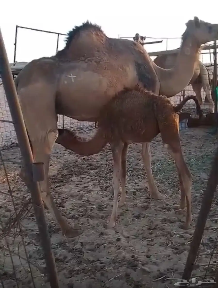 ناقه خلفه حمراء 0