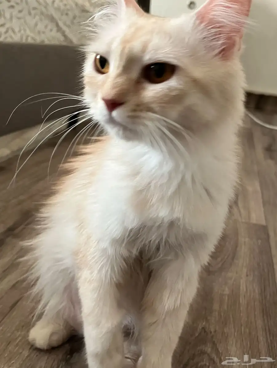 قطط 0