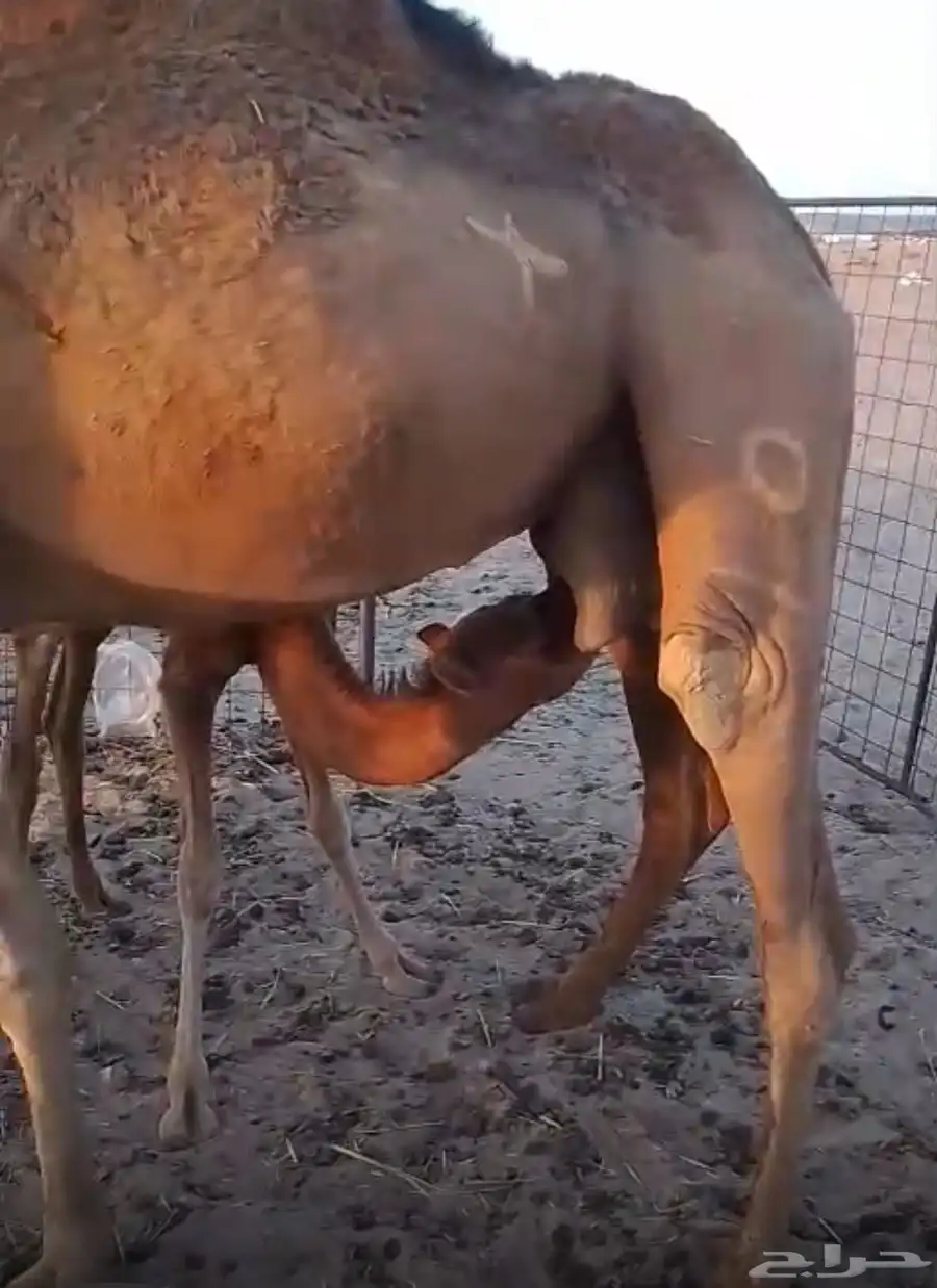 ناقه خلفه حمراء 1