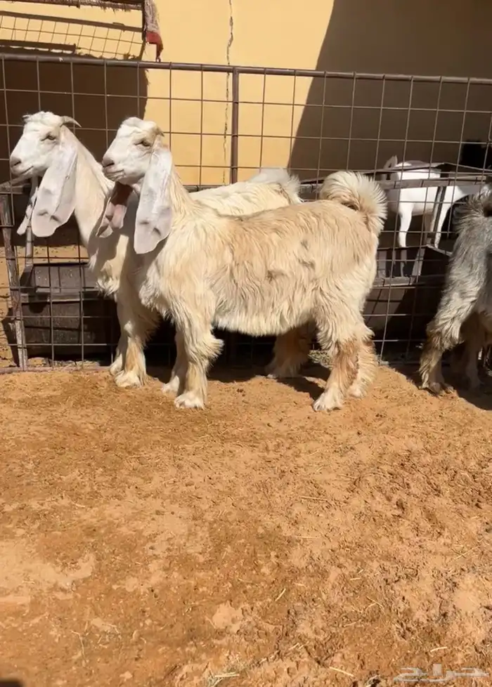 جفرات عوارض كريمية صنف فاخر خصم تم البيع 2
